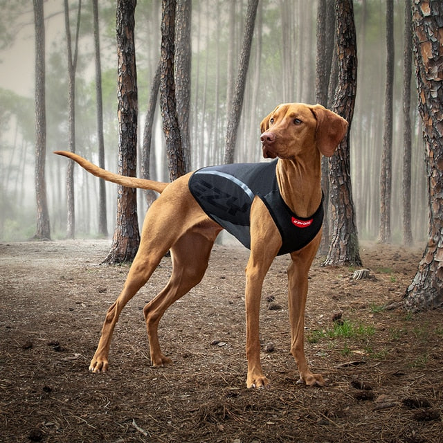 Keeping Pets Warm in Winter
