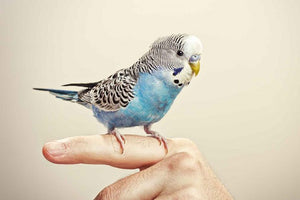 A Step-by-Step Approach on How to Train your Pet Bird