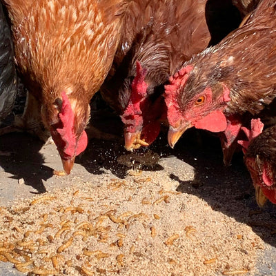 Top 3  treats for chickens!