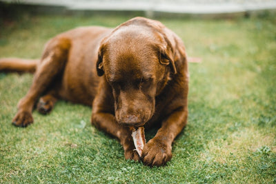 Unleashing the Truth The Do's and Don'ts of Feeding Bones to Your Furry Friend
