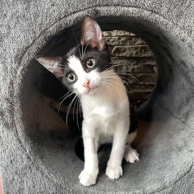 10 Must-Have Items to Get Before Bringing Home Your New Kitten