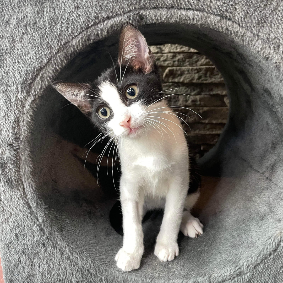 10 Must-Have Items to Get Before Bringing Home Your New Kitten
