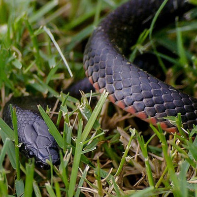 A Pet Owner's Survival Kit: Handling Snake Bites in Australia