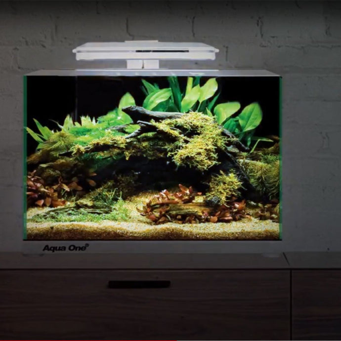 Why Nano Tanks are the Latest Trend in Aquascaping: Exploring the Beauty of Miniature Worlds