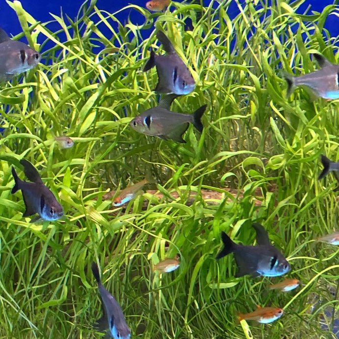 Beginner's Guide: Step-by-Step Tips for Designing an Aquascape with Aquarium Plants