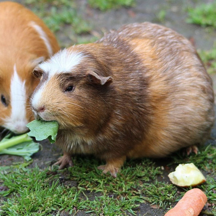 A Complete Guide to Understanding What Guinea Pigs Eat: Nutritional Needs and Recommended Diet