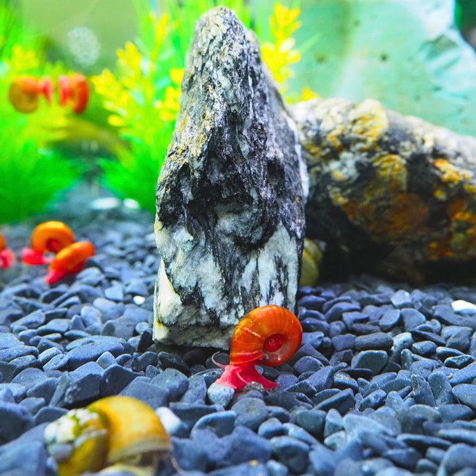 How to Care for Red Ramshorn Aquarium Snails: Tips and Tricks for Happy Snails