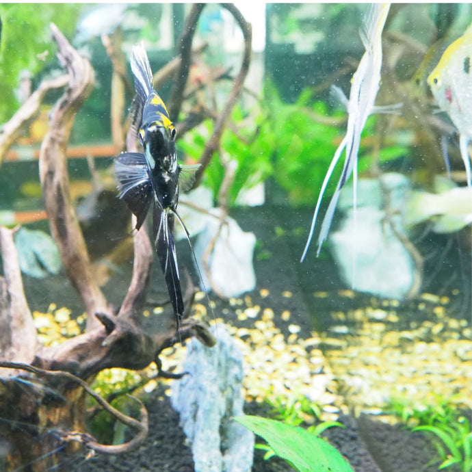 Angelfish Care Tips for Ensuring a Happy and Healthy Aquarium