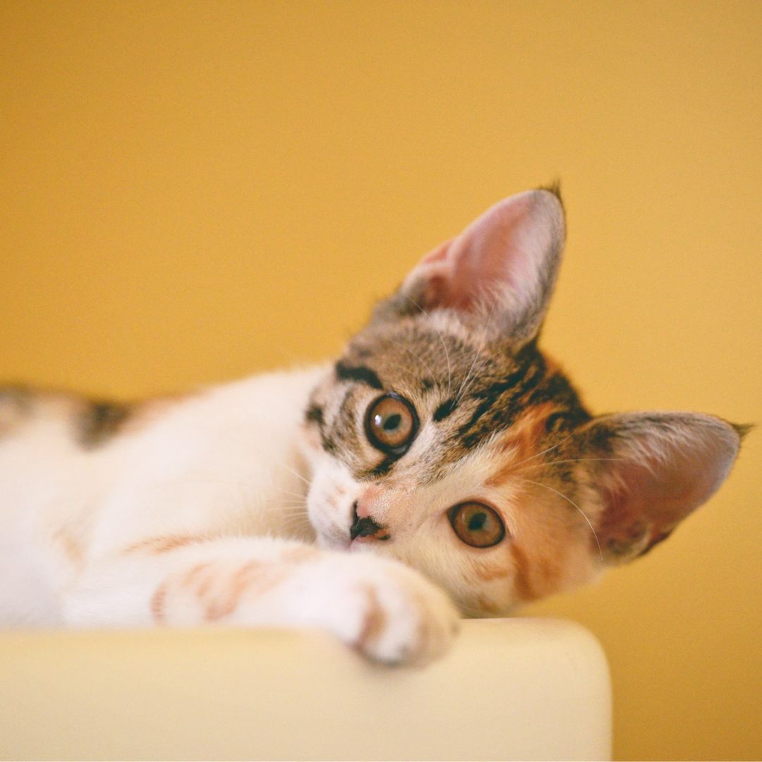 From Kittens to Seniors: Understanding the Need for Stage-Specific Cat Food