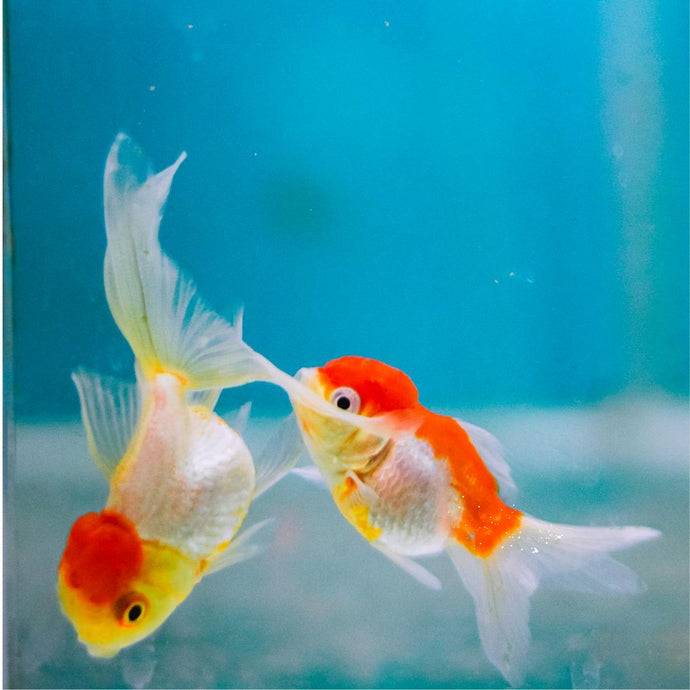 Say Goodbye to Ich: Effective Treatment Methods for Your Aquarium Fish