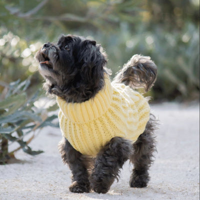 Does Your Dog Need a Winter Coat? Here's What You Need to Know