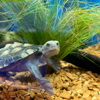Australian Turtles as Pets: What You Need to Consider