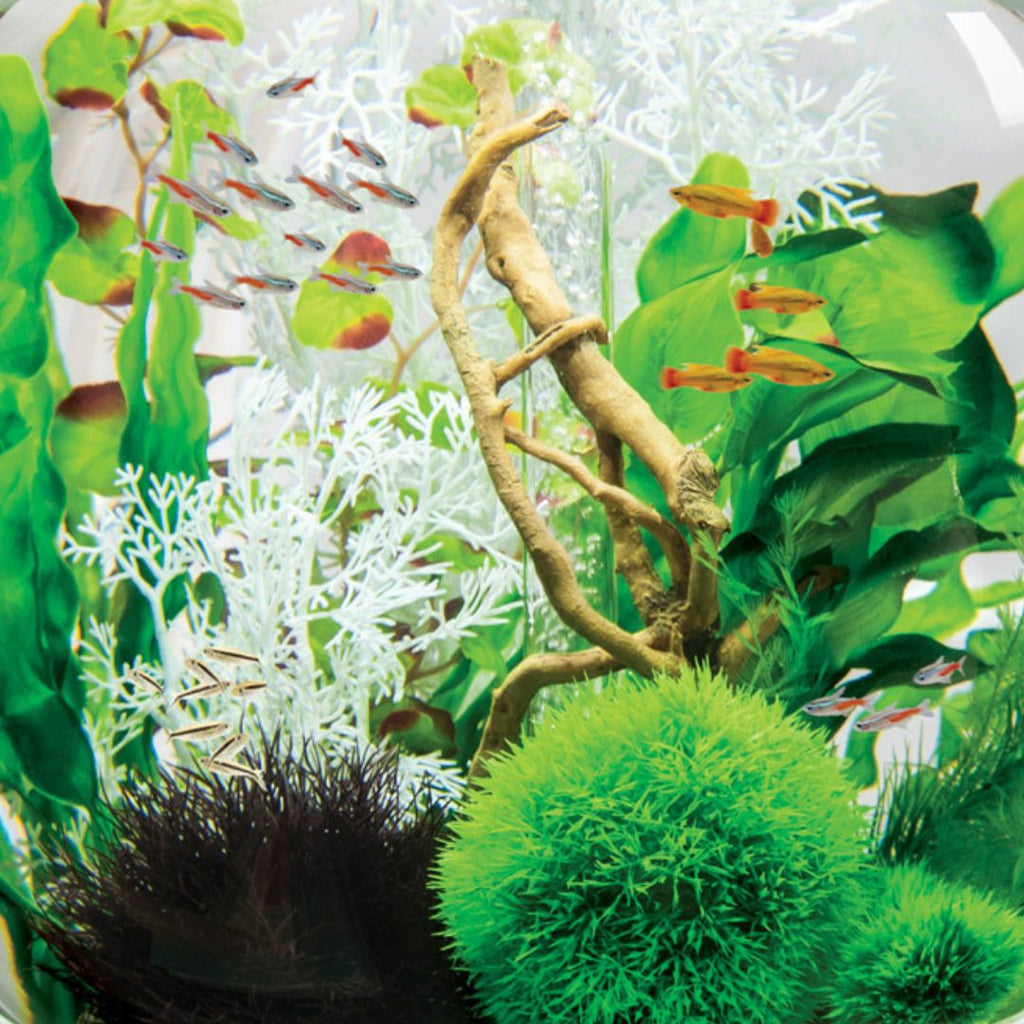 Beginner's Guide What Are The Best Fish to Keep in An Aquarium? We