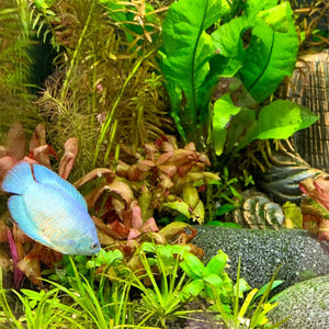 Essential Guide to Choosing the Best Aquarium Plant Food for Optimal Growth