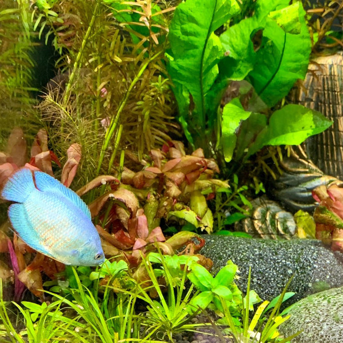 The Essential Guide to Choosing the Best Aquarium Plant Food for Optimal Growth