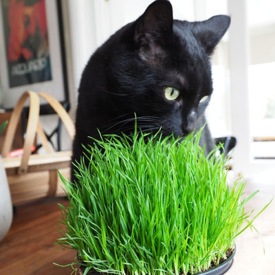 How Fresh Pet Grass Can Improve Your Pet's Overall Well-Being