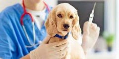 The Importance of Vaccinating Your Puppy in Australia: A Comprehensive Guide