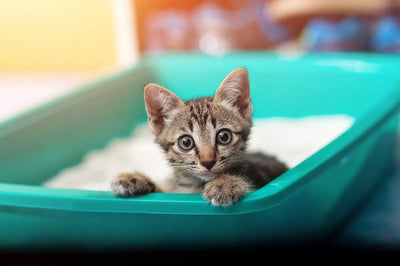 Reviewing the Best Cat Litter Box Trays for Pet Parents