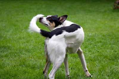 Why Do Dogs Chase Their Tails? A Comprehensive Look