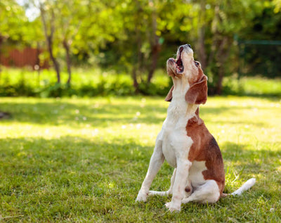 Why Do Dogs Howl? Uncovering the Reasons