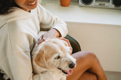 Adaptil for Dogs: How It Works and What to Expect