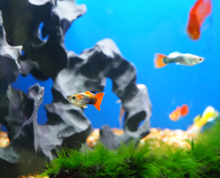 A 3 step approach to successful fish keeping!