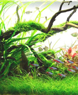 Creating an underwater garden