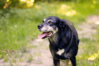 Senior dog walking comfortably after receiving joint support for arthritis.