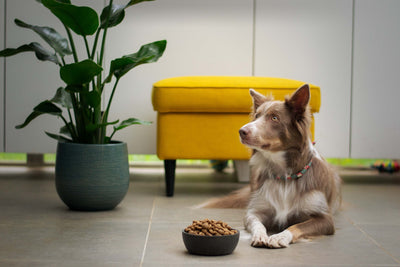 The Science Behind Dog Food: Why Your Furry Friend Needs a Specific Diet