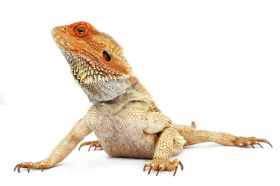 Everything You Need to Know About Bearded Dragons as Pets