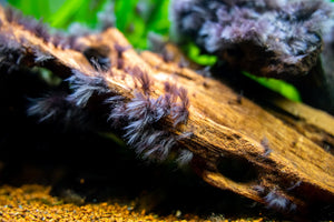 What is black beard algae?