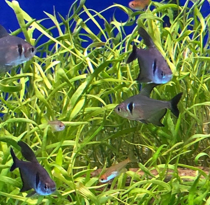 Take Your Aquarium to the Next Level: Explore the Best Carpeting Plants and Achieve the Perfect Aquascape