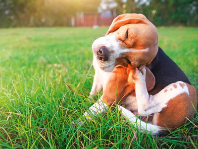 chicken-allergy-in-dogs