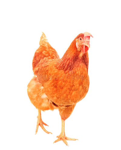 Best treats for Chickens