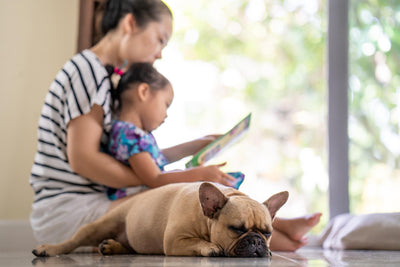 How to Handle Pet Custody During a Divorce or Separation in Australia