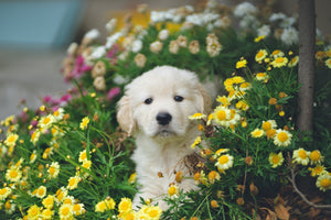 10 common plants that are toxic to dogs and cats