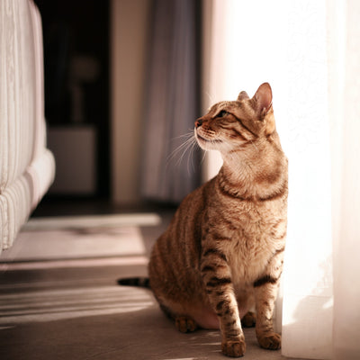 The Best Products for Cleaning Out Your Cat's Litter Tray