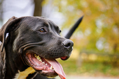 Raw , Paleo diets for pets - find out if this is suitable for your pet