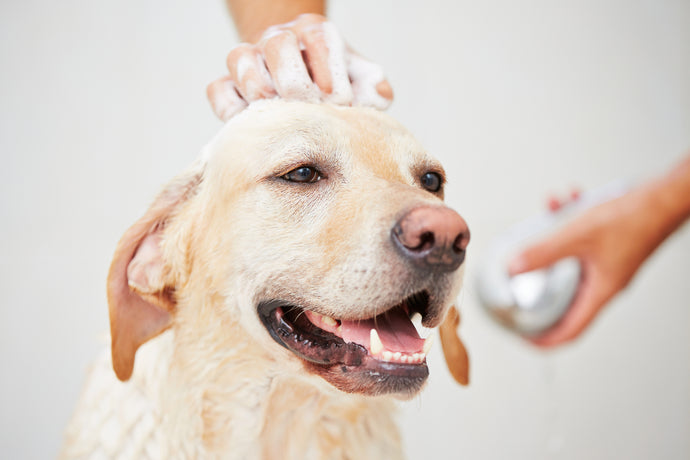 The best way to overcome shedding in your pet.