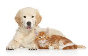 4 common reasons why pets urinate in the house!