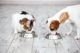 Just give me an answer which is better Wet dog food vs dry dog food?