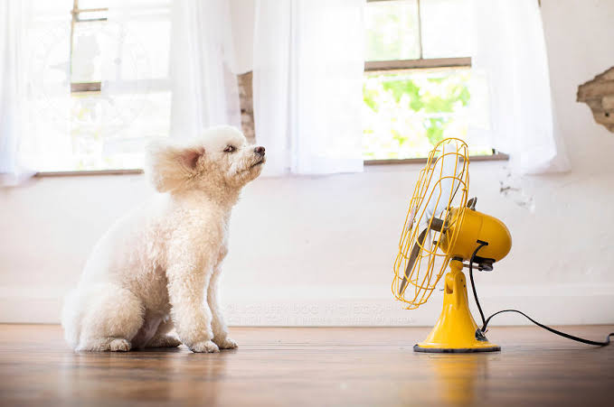 Heat Stress in pets: signs and symptoms to recognise in your pet