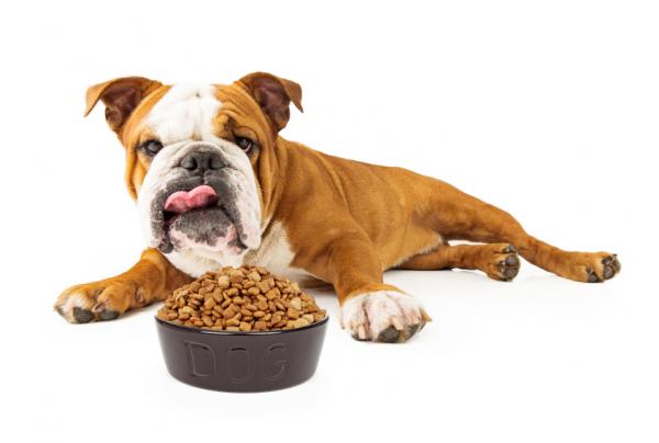 4 tips to help prevent life threatening bloat in your dog