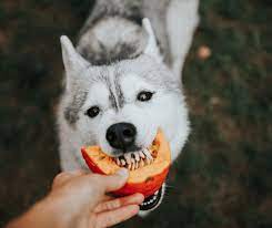 Exploring the Benefits of Kangaroo & Pumpkin Ingredients for Dogs with Food Sensitivities
