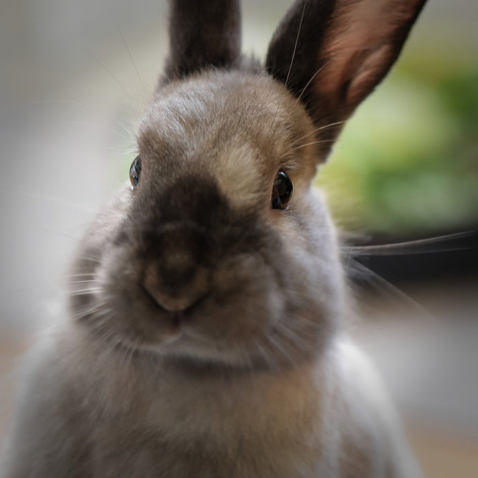 Fun Facts about Rabbits!