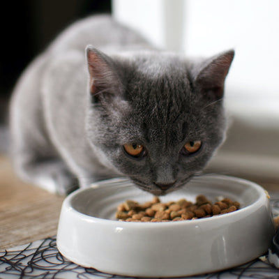 Why Do Cats Throw Up After Eating? Understanding the Causes