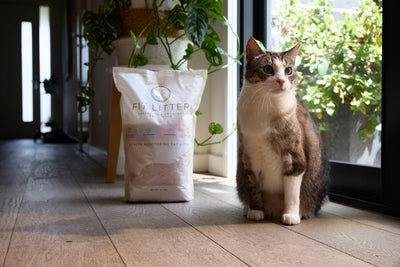 How to Tell If Your Cat Has a Urinary Tract Infection