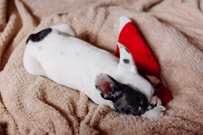 5 Effective Ways to Stop Your Dog from Chewing Their Bed