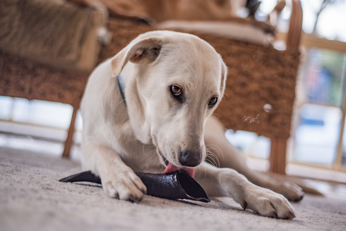 Healthy and Fun: Stuffing Goat Horns with Treats for Your Dog