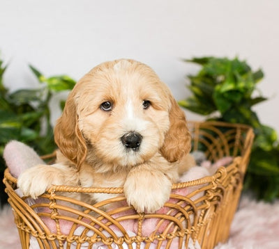 Unveiling the Truth: Can Groodles Be the Perfect Hypoallergenic Pet?